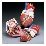 Product Image Jumbo heart model, Budget, 4 times life size, mounted on stand, 8inch x 8inch x 11 3/4inch