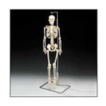Product Image Mr. Thirfty, Flexible Skeleton, Desktop Model w/Stand, 33 1/2inch, w/Spinal Nerves, Flexible Spine