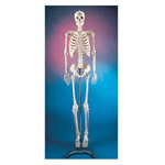 Product Image Skeleton, Plastic, Economical, Articulated, Adult 5 foot 6inch, Mounted on a 16in Wide Metal Base