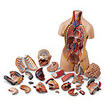 Product Image Human Torso w/ Detachable Head, Dual-Sex