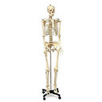 Product Image Human Skeleton