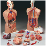 Product Image Full-Size Male Torso, Dissectible - 19 part, mounted on base, Ht: 33inch