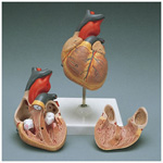 Product Image Heart Model, Anatomically correct, Dissectible - 2 parts, 12cm x 12cm x 22cm