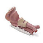 Product Image Airway Management Trainer, Airway Anatomical Demonstration Model