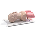 Product Image Airway Management Trainer, Manikin, Sturdy Board, Demo Model, Cleaning Kit, Lubricant, Case