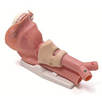 Product Image Airway Demonstration Model, for Airway Management Trainer, Airway, Teeth