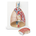 Product Image Lung Model, Deluxe, 7-Part, includes Larynx, Baseboard, Key Card, 12.25 x 16 x 4.75-inches