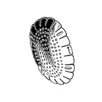 Product Image Eye Shield, Sklar, Reusable, Non-Sterile, Fox, Aluminum